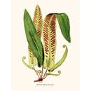 Sciences Naturelles - Scolopendrium Vulgare