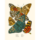 Sciences Naturelles - Papillons Séguy PL3