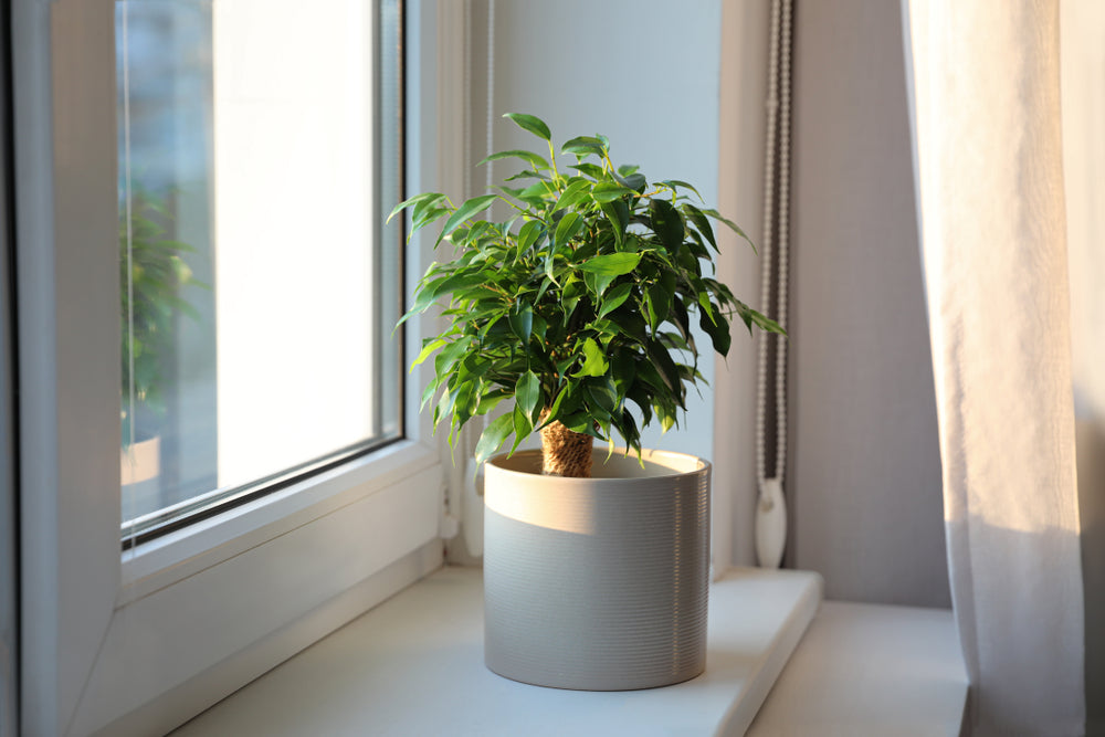 Ficus Benjamina Natasja – Plante D'Intérieur