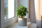 Ficus Benjamina Natasja – Plante D'Intérieur