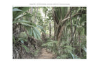Papier Peint Panoramique - Jungle Trek - Vert