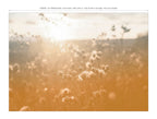 Lé Papiers De Ninon – Panoramisch behang Aurore - Camel, veld met wilde bloemen bij zonsopgang, zachte en warme tinten