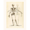 Sciences Naturelles - Etude De Squelette