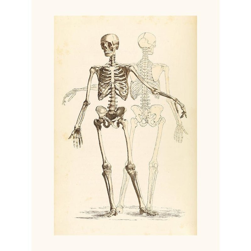 Sciences Naturelles - Etude De Squelette