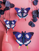 Swallowtail Butterflies - Set De 3