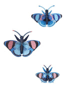 Peacock Butterflies - Set De 3