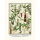 Sciences Naturelles - Tab 1,Phyllostachys Puberula (Icones Of The Bamboos Of Japan)