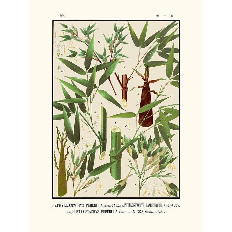 Sciences Naturelles - Tab 1,Phyllostachys Puberula (Icones Of The Bamboos Of Japan)