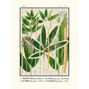 Sciences Naturelles - Tab 11,Phyllistachys Kumasasa (Icones Of The Bamboos Of Japan)