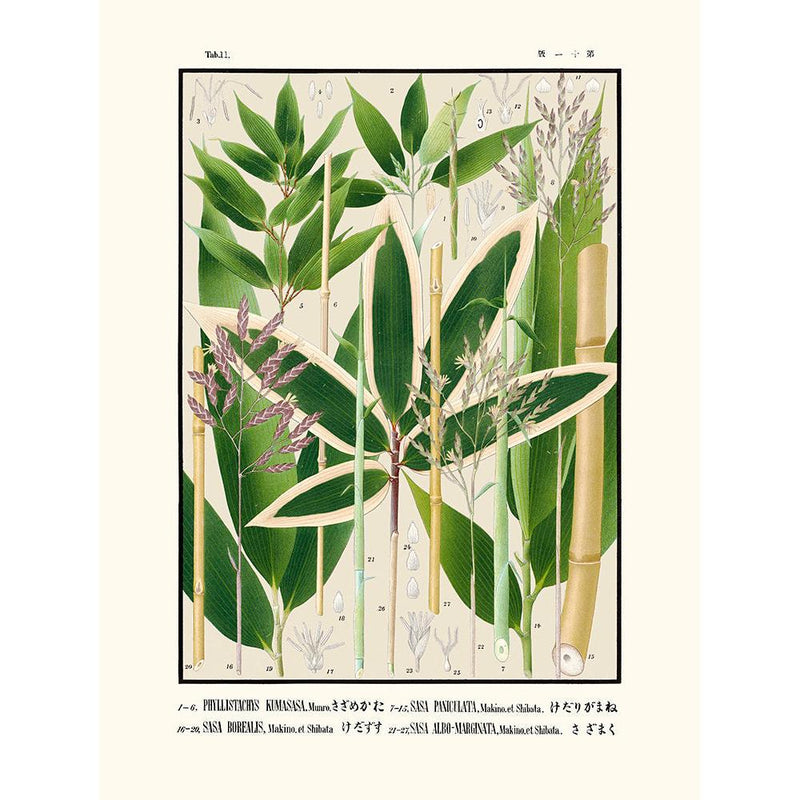 Sciences Naturelles - Tab 11,Phyllistachys Kumasasa (Icones Of The Bamboos Of Japan)