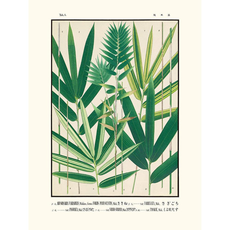 Sciences Naturelles - Tab 6,Arundinaria Variabilis (Icones Of The Bamboos Of Japan)
