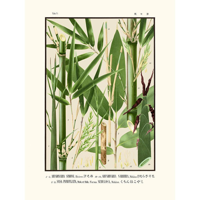 Sciences Naturelles - Tab 7,Arundinaria Simoni (Icones Of The Bamboos Of Japan)