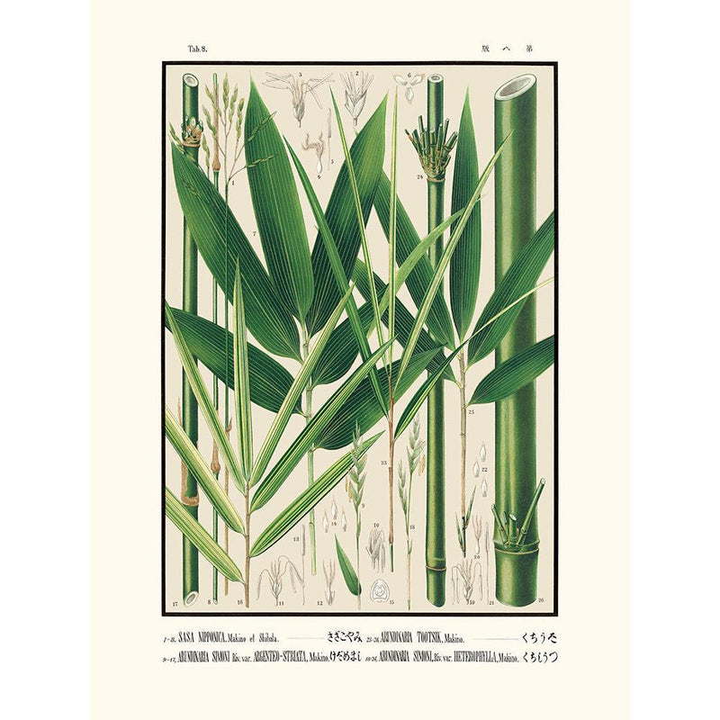 Sciences Naturelles - Tab 8,Sasa Nipponica (Icones Of The Bamboos Of Japan)