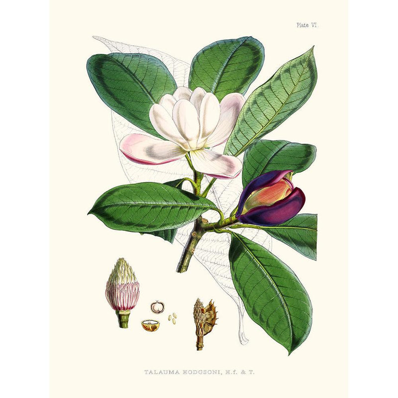 Sciences Naturelles - Talauma Hodgsoni,Illustration Of Himalayan Plants (Plate VI)