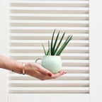 Medium Mug - Bold Green