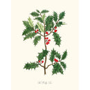 Sciences Naturelles - The Holly Tree,Le Houx