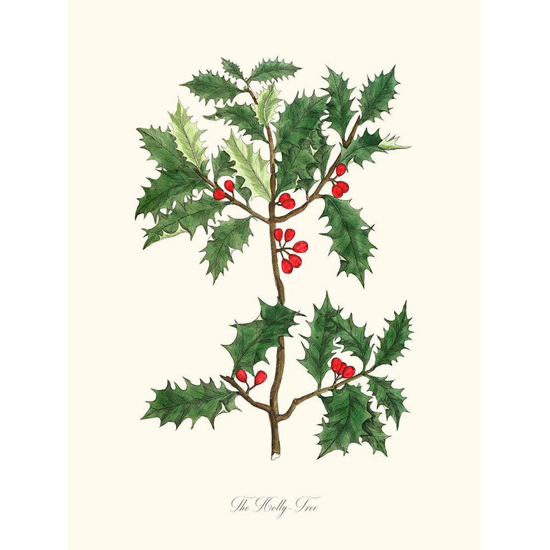 Sciences Naturelles - The Holly Tree,Le Houx