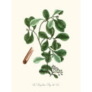 Sciences Naturelles - The Magellanic Bay-like Tree,Cannelle De Magellan