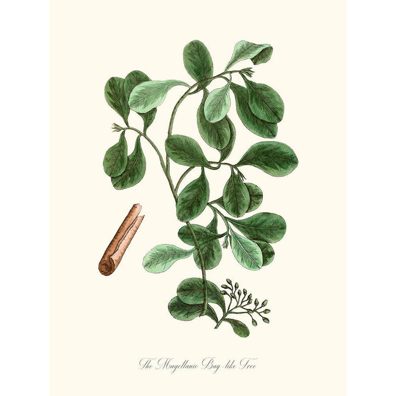 Sciences Naturelles - The Magellanic Bay-like Tree,Cannelle De Magellan
