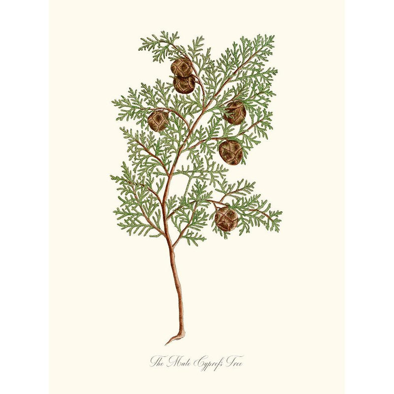 Sciences Naturelles - The Mate Cyprefs Tree,Le Cyprès Ou Cupressus