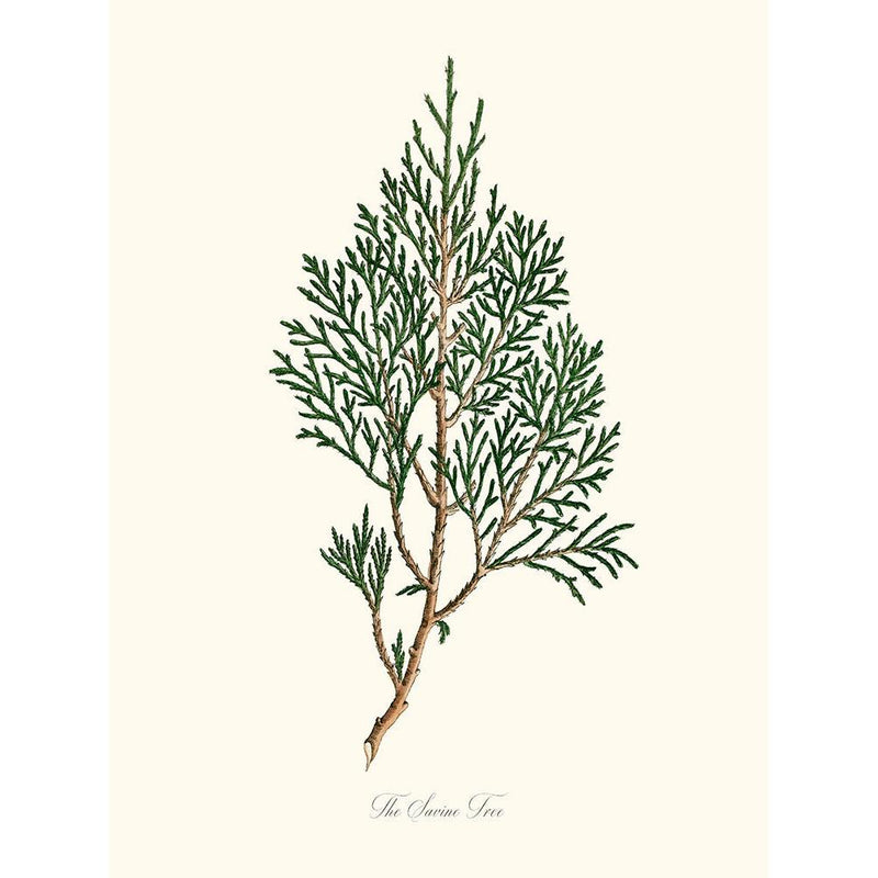 Sciences Naturelles - The Savine Tree,Genévrier