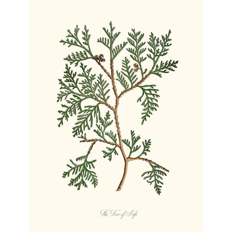 Sciences Naturelles - The Tree Of Life,L'arbre De Vie Ou Thuya