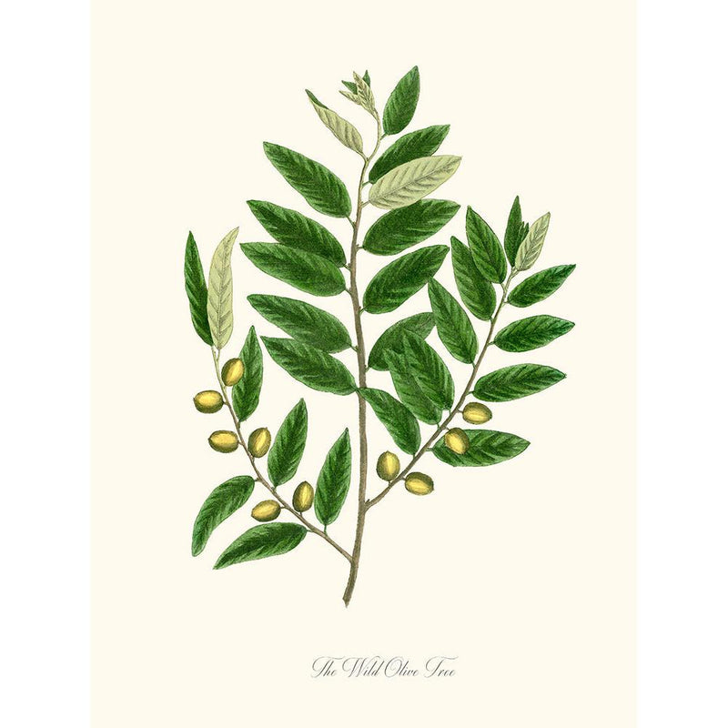 Sciences Naturelles - The Wild Olive Tree,L'Olivier Sauvage