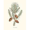 Sciences Naturelles - The Wild Pine,Le Pin Sauvage Ou Pin Sylvestre