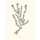 Sciences Naturelles - Thyme,Thym