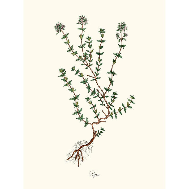 Sciences Naturelles - Thyme,Thym