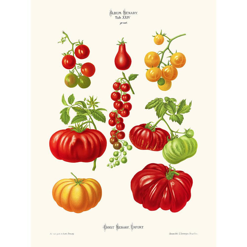 Sciences Naturelles - Tomates,Ernst Benary