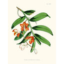 Sciences Naturelles - Vanda Cathcarti,Illustration Of Himalayan Plants (Plate XXIII)