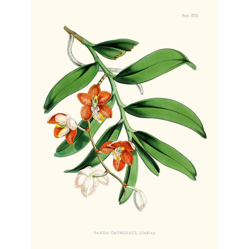 Sciences Naturelles - Vanda Cathcarti,Illustration Of Himalayan Plants (Plate XXIII)