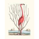 Sciences Naturelles - Flamant Des Bahamas