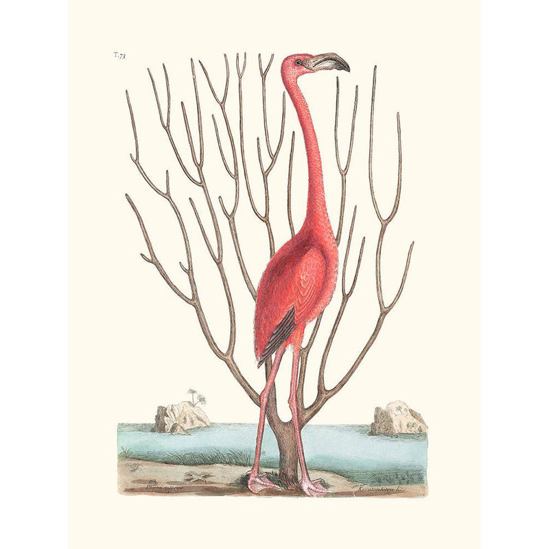 Sciences Naturelles - Flamant Des Bahamas