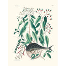 Sciences Naturelles - Globe-fish
