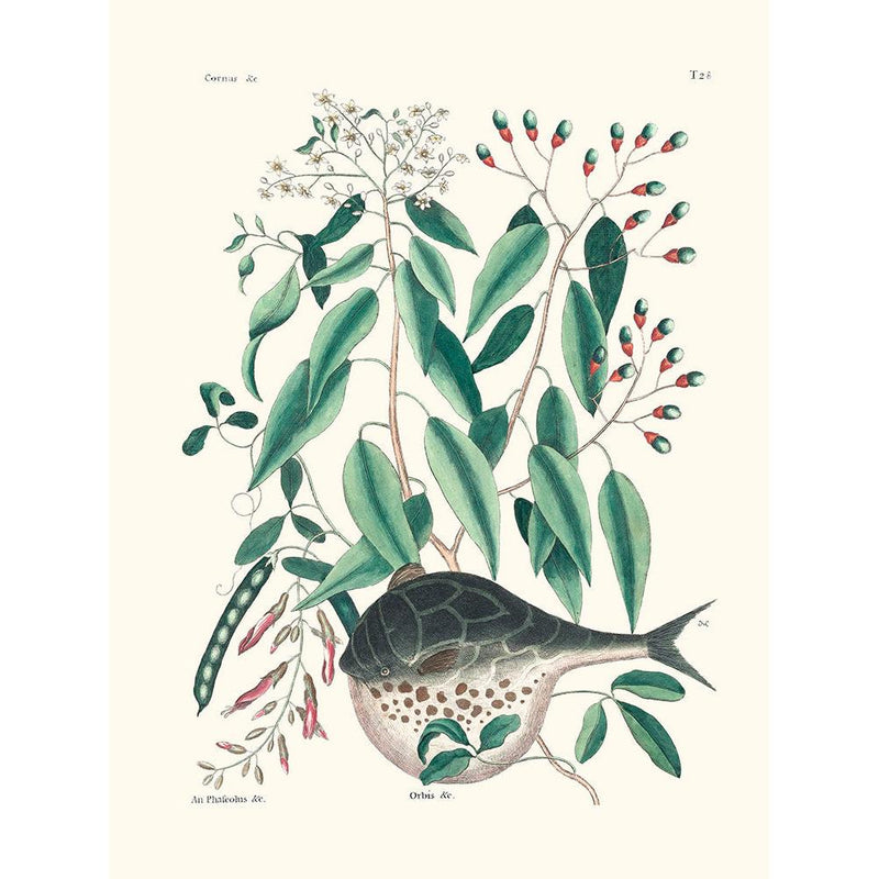 Sciences Naturelles - Globe-fish