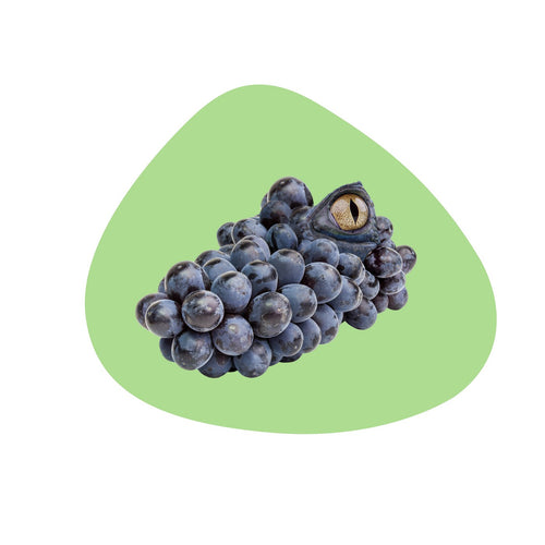 Set De Table En Pvc - Décoration Alligator