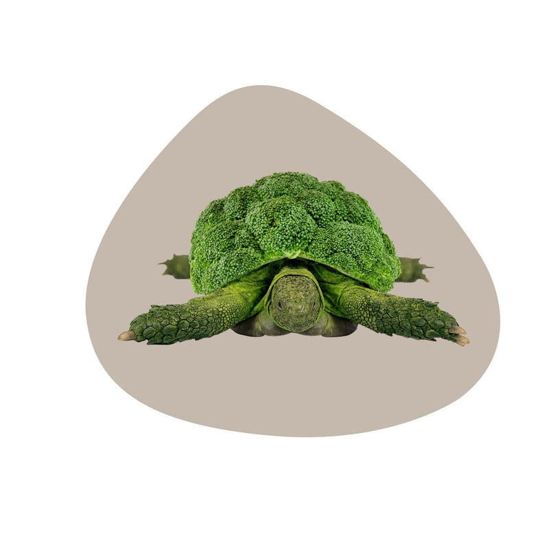 Mykonos - Lot De 4 Sets De Table Tortue - PVC