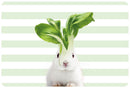 Mykonos - Lot De 2 Sets De Table Lapin - PVC