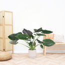 Alocasia Wentii plant delivery