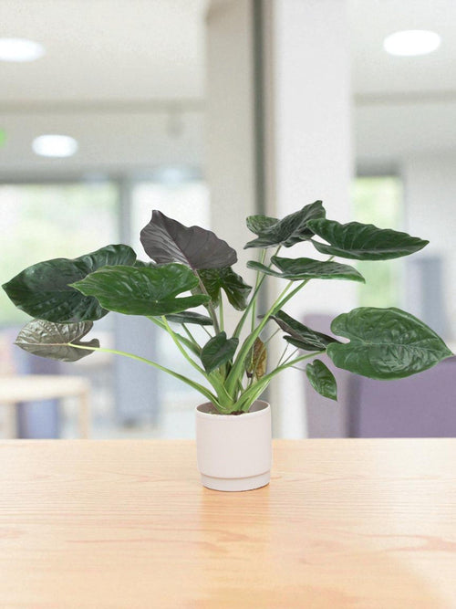 Alocasia Wentii plant delivery