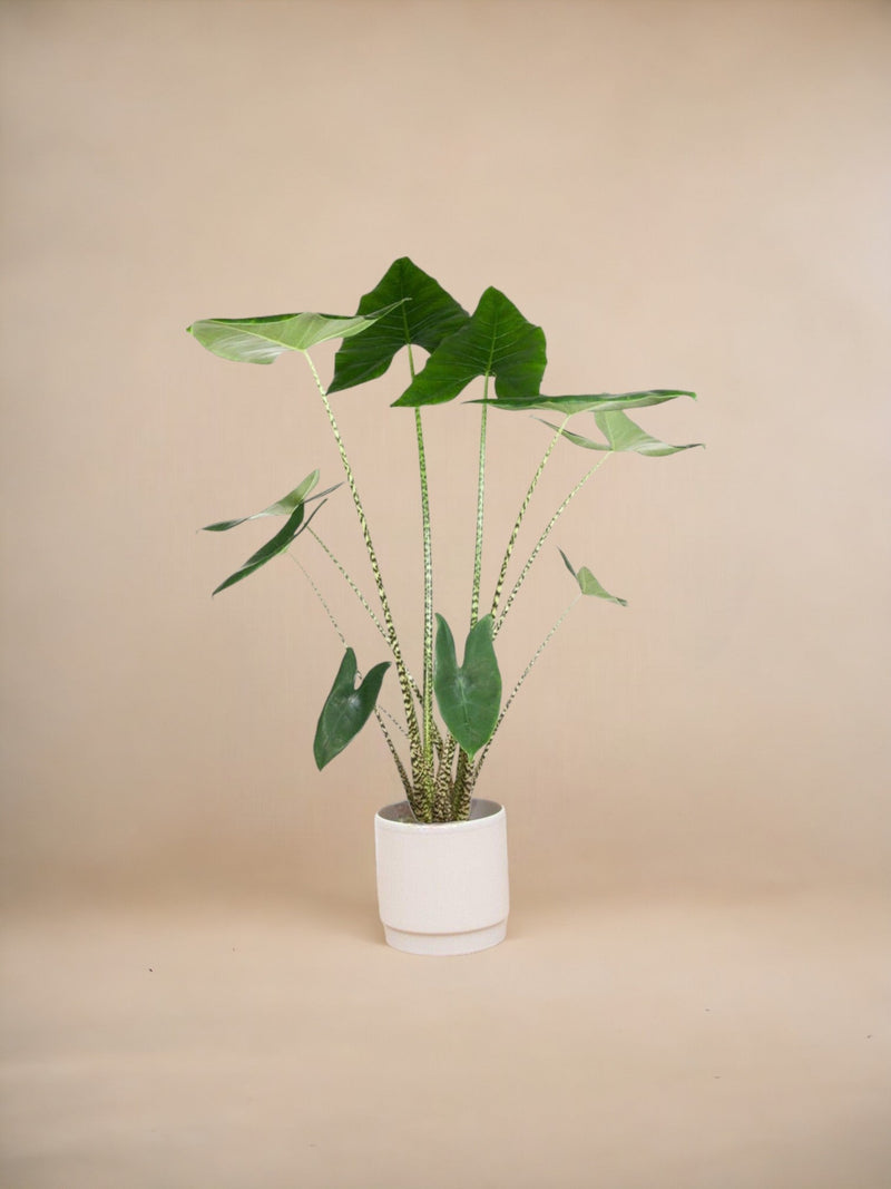 Alocasia Zebrina plant delivery