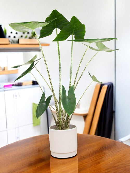 Alocasia Zebrina plant delivery