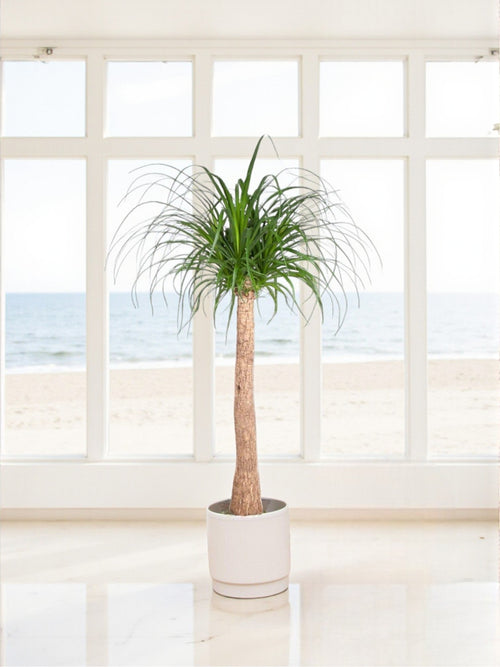 Beaucarnea plant delivery