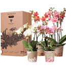 Entrega de plantas Caja Sorpresa Orquídeas - 4 variedades