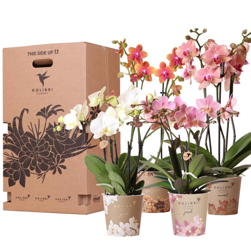 Entrega de plantas Caja Sorpresa Orquídeas - 4 variedades
