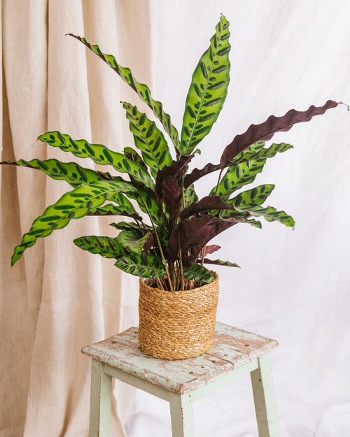 Entrega de planta Calathea lancifolia L
