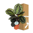 Entrega de la planta Calathea Medallón