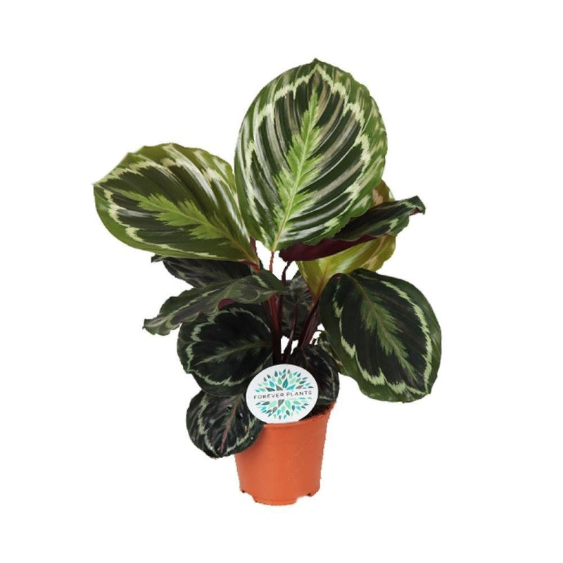 Entrega de la planta Calathea Medallón